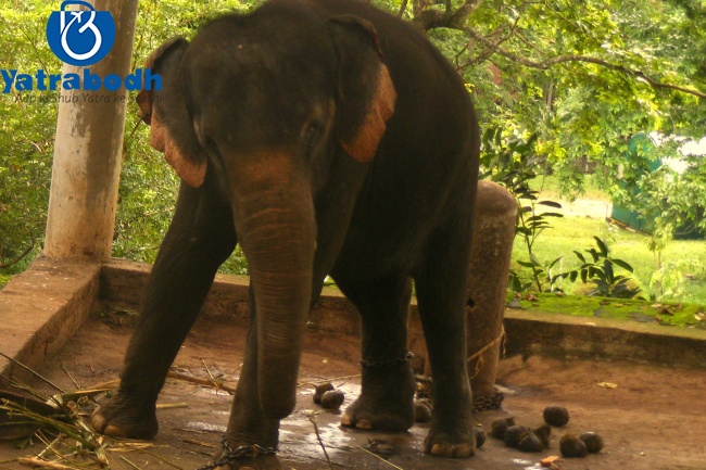 Gavi, Konni Elephant Cages