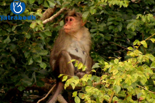 Palaruvi and Thenmala