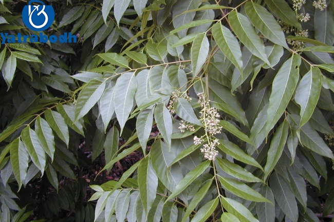 INTRODUCTION OF AYURVEDA